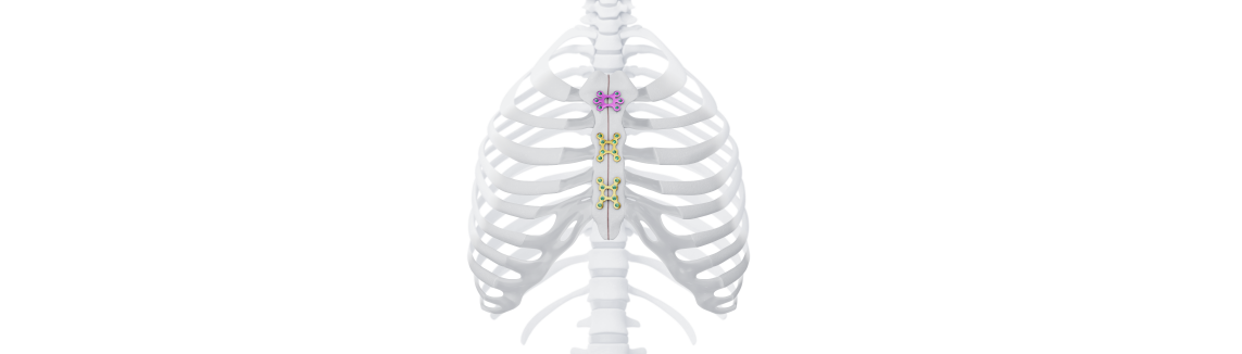 illustration of ribs and spine